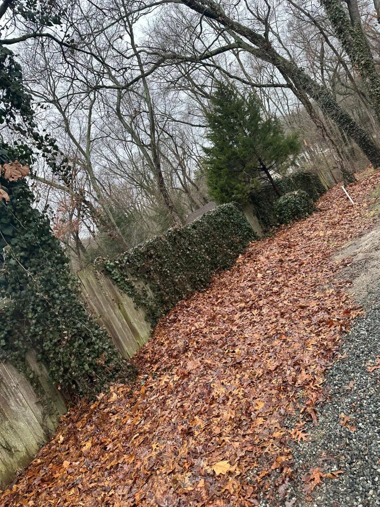 Fall leaf cleanup and yard debris removal South Jersey