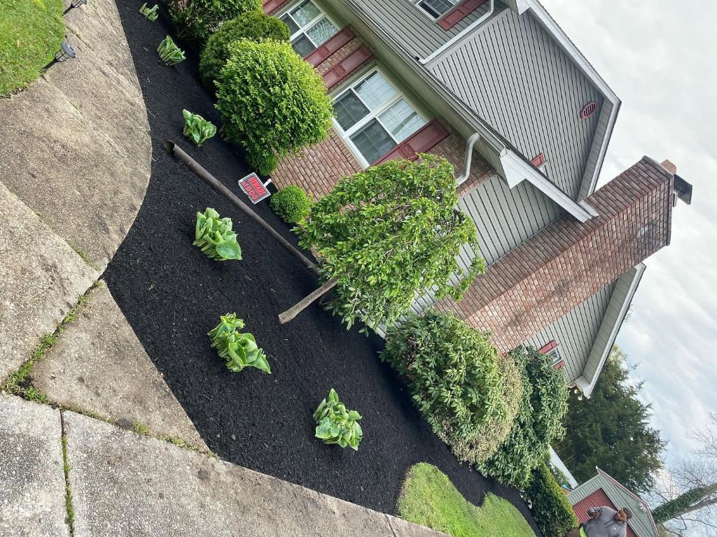 Front yard mulch bed with shrubs and hosta plantings